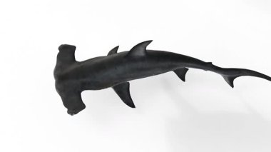 Beyaz arka plan üzerinde çekiç köpekbalığı