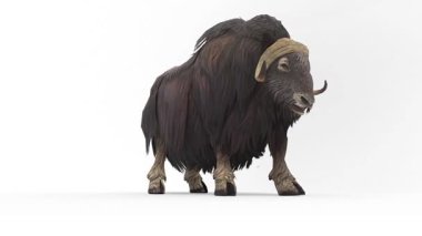 Beyaz arkaplanda muskox