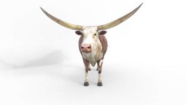 Texas Longhorn 3 boyutlu animasyon