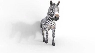 zebra hayvan 3d animasyonu