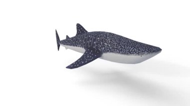 balina köpekbalığı animasyonu