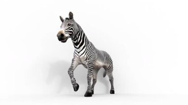 Zebra hayvanı beyaz zemin üzerine