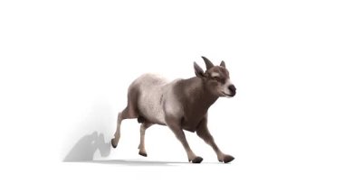 Dağ keçisi animasyon yapıyor.