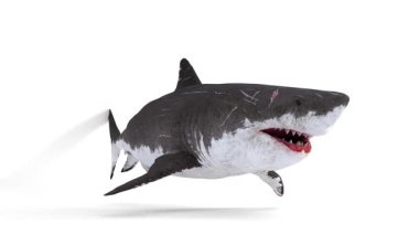 megalodon köpekbalığı animasyonu 4k