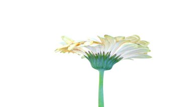 transvaal papatya çiçek animasyonu