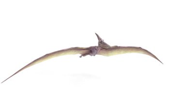 Beyaz arkaplanda uçan pterodactyl dinozor