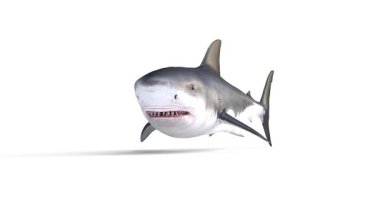 yüzen büyük beyaz köpekbalığı