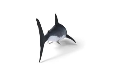 yüzen büyük beyaz köpekbalığı animasyonu