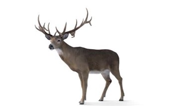 beyaz arkaplan animasyonu üzerinde geyik