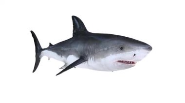 Büyük beyaz köpekbalığı saldırısı Isırma animasyonu