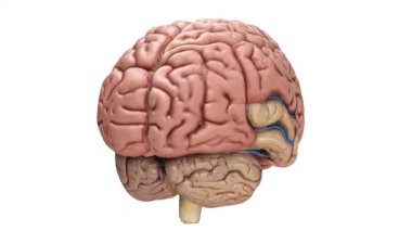 Beyindeki kan damarları