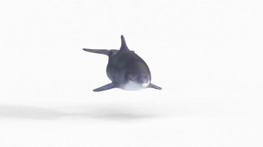 Şişe burunlu yunus animasyonu 3D ve 4k çözünürlüklü bilgisayar canlandırma videosu.