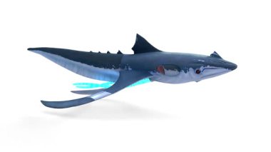 beyaz arkaplanda kalamar köpek balığı