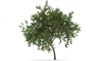 elmalı meyve ağacı 3d ve bilgisayar canlandırma videosu 4k çözünürlükte.