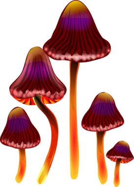 Kırmızı ve sarı parlayan sihirli mantarlar