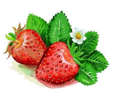 Tüm çilekler yeşil yapraklar ve beyaz çiçeklerle sergileniyor. Beslenme, bahçe ve yaşam tarzı betimlemelerinde kullanılabilir.