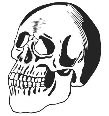 Eğitim, grafik ya da gotik temalı tasarımlar için mükemmel detaylı çizgi çalışması olan bir insan kafatasının stilize edilmiş siyah-beyaz çizimi