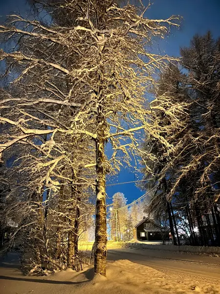 Stock image Winter Forest Road Snowy Night