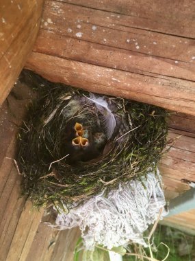 Tahta Yapıda Yavru Kuş Yuvası