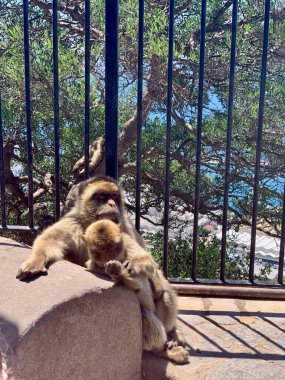 Maymun Anne ve Bebek Denize Bakan Çitin Dinleniyor