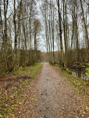 Islak Sonbahar Ormanı Yolu Nemli Orman Yolu Sonbaharda Ağaçlık Yol