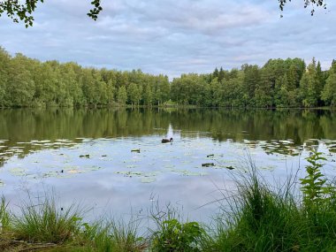 Ormanla çevrili Sessiz Göl 'de Lily Pedleri Yüzüyor