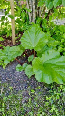 Verdant Garden 'daki yemyeşil ravent bitkisi.
