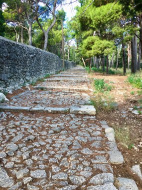 Çam Ormanı 'ndan geçen Resimli Yol