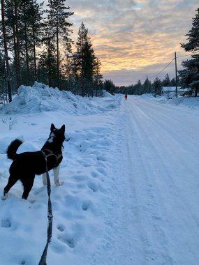 Gün batımında Köpekle Senaryo Kış Yürüyüşü