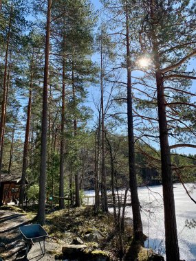 Güneş Işığı Uzun Çam Ağaçları Arasında Filtreleniyor