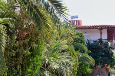 Otelin balkonunda palmiye ağaçları olan bir manzara. Pefkochori 'de yüksek kaliteli fotoğraf, tebeşir ağacı - Yunan