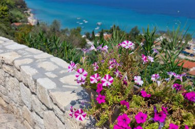 Afytos 'ta, Kassandra-Chalkidiki yarımadasında, denizin önündeki kayalıklarda çiçekler.