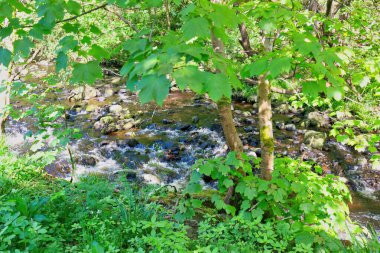 Hebden Köprüsü 'ndeki ormanda şelale - Batı Yorkshire - Büyük Britanya