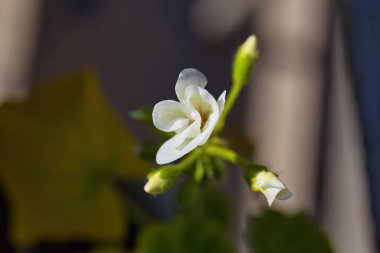 Bahçede beyaz çiçekler