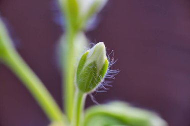 Genç bitkiye yakın çekim 