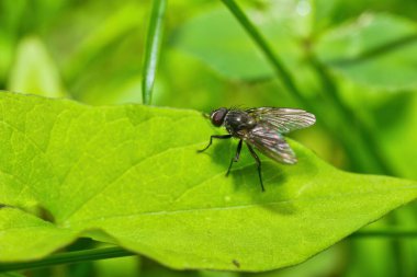 Yeşil yaprağın üzerinde bir sinek