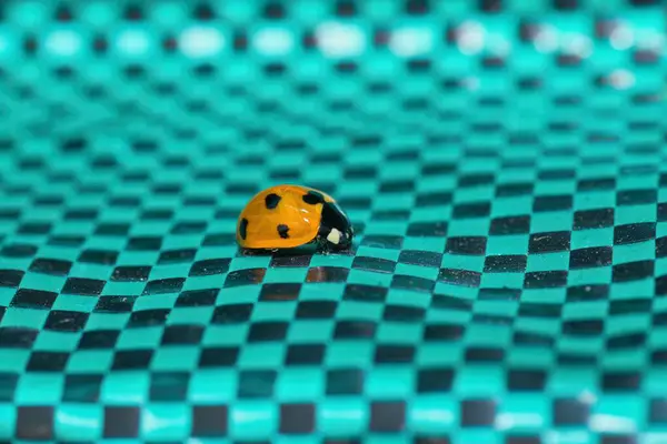 stock image a vertical shot of a ladybug on the black and white  surface