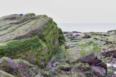 Heysham 'da deniz kıyısındaki yeşil kaya - Lancashire - Büyük Britanya