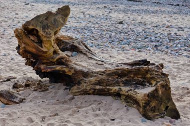 Heysham - Lancashire - Büyük Britanya 'da yaşlı ağaç kütüğü