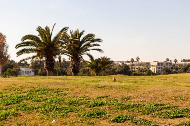 Port el Kantaoui 'deki parkta palmiye ağaçları - Sousse - Tunus