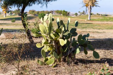 Dikenli kaktüs, kaktüs, dikensiz opuntia, untia indica, Akdeniz 'de, Port el Kantaoui - Sousse - Tunus