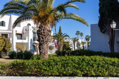 Port el Kantaoui 'deki palmiye ağacı - Sousse - Tunus