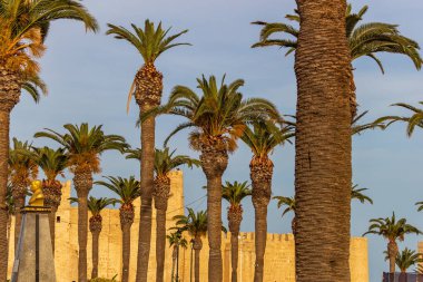 Hammamet, Tunus 'taki eski Jpark' taki palmiye ağacının yanında.