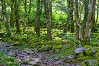 Rhaeadr Nantcol Şelaleleri - Galler - İngiltere