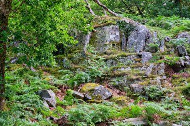 Rhaeadr Nantcol Şelaleleri 'nde kayaları ve yosunları olan yeşil orman - Galler - Büyük Britanya