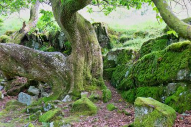 Rhaeadr Nantcol Şelaleleri - Galler - Büyük Britanya