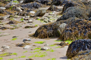 Gwynedd- Wales - Büyük Britanya Barmouth 'daki kumsal manzarası