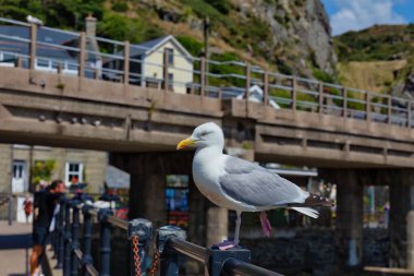 Barmouth, Gwynedd- Wales, İngiltere 'de bir martıya yakın çekim.