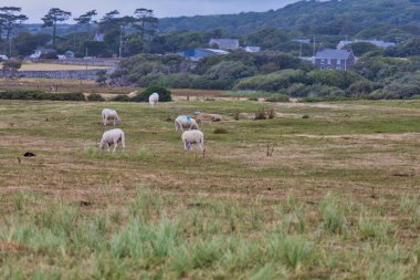 sheep in the field  in Tal-y-bont - Gwynedd - Wales - Great Britain clipart