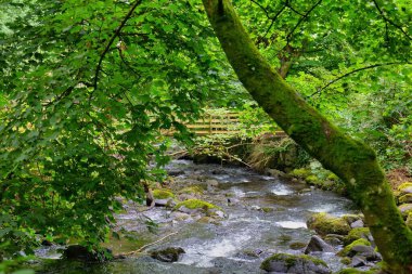 Tal-y-bont 'taki ormanda güzel bir şelale Gwynedd - Galler